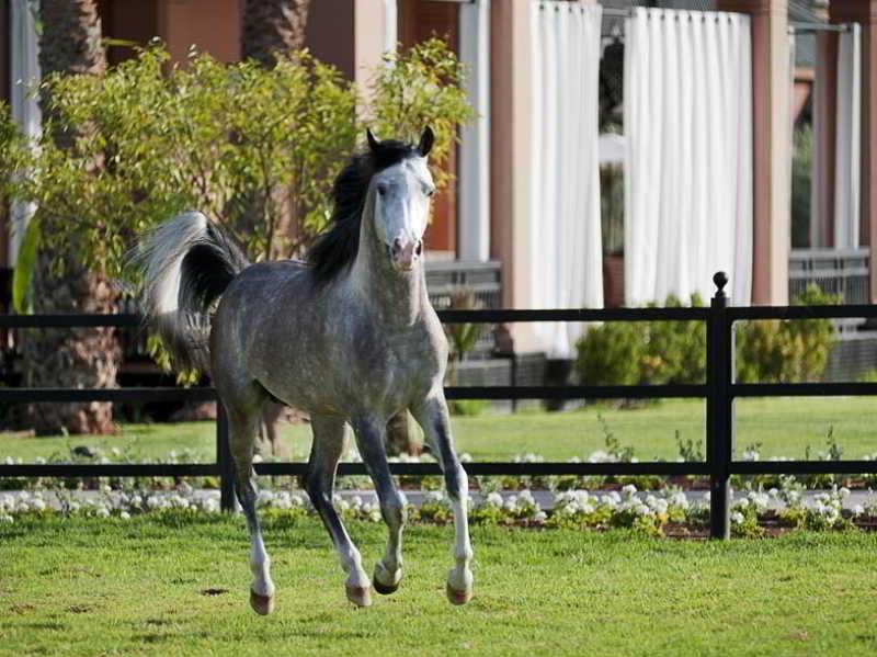 Hotel Selman Marrakech